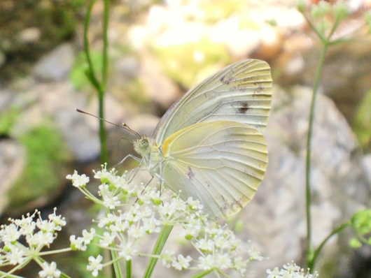 夏の思い出*　　※　続きです♪　　　　　　　　　　* 携帯写真 *_d0238608_2336349.jpg