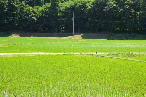 c0211309_8163992.jpg