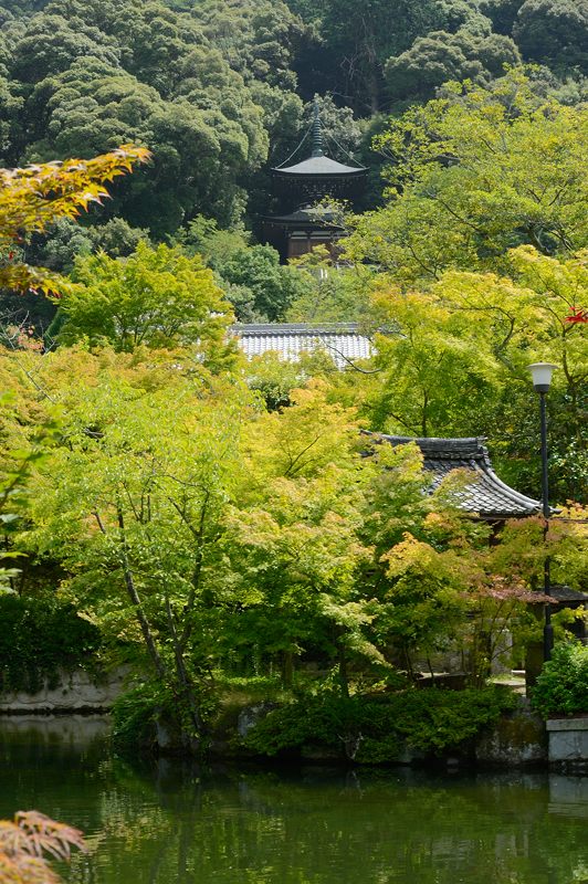 夏寺・永観堂　禅林寺　其の一_f0032011_1815532.jpg