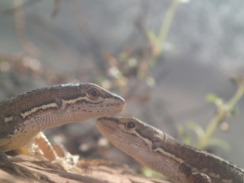 キアゲハ羽化と、カナヘビ孵化_e0134713_1833686.jpg