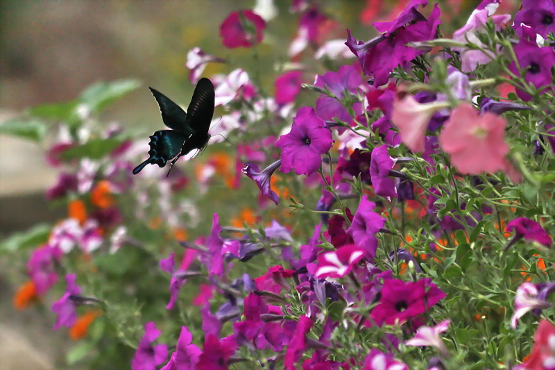 d0090322_833867.jpg
