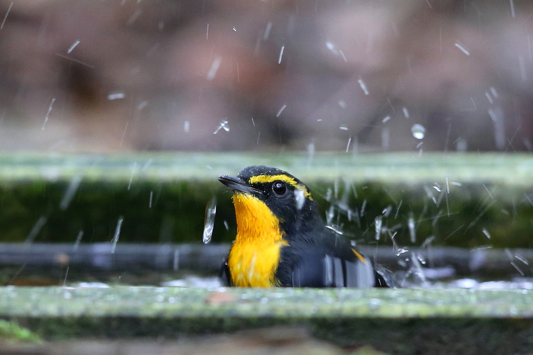 雨上がりの水場_b0179023_13553650.jpg