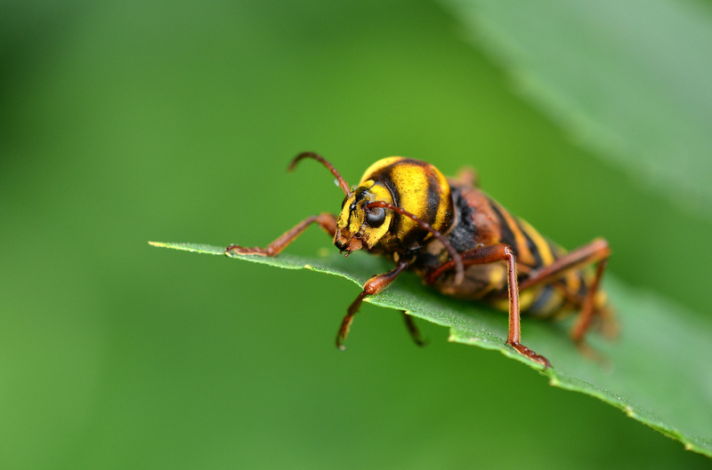 オオトラカミキリ　♀ オオトラカミキリ : こんなものを見た2