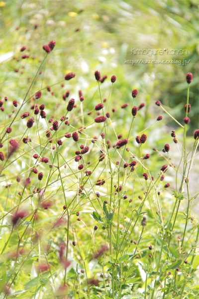 To the summer*sky②**　大池経由で道後山へ_b0197639_2284755.jpg