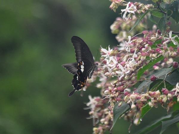 c0045352_1056014.jpg