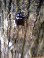 散歩中雑木林でカブトムシに会いました_f0291565_15501670.jpg
