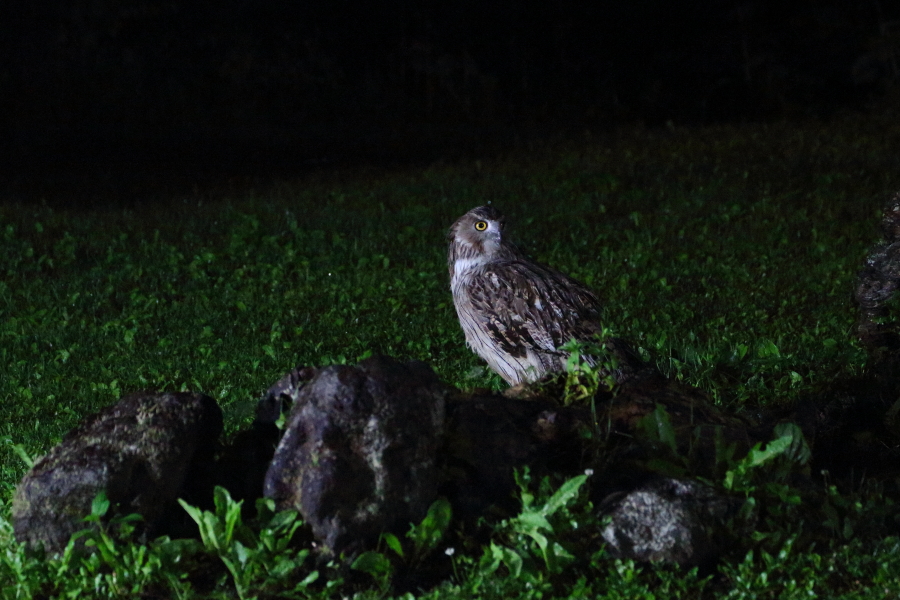 北海道で鳥見旅行（６日目）②_a0167480_10492439.jpg