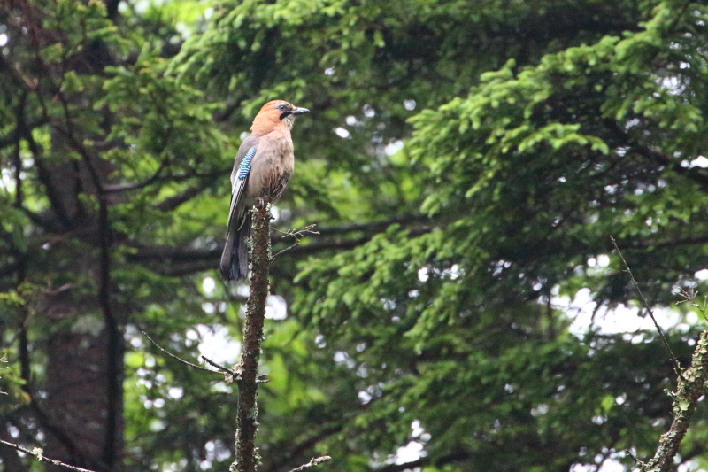 北海道で鳥見旅行（７日目）④_a0167480_13312825.jpg