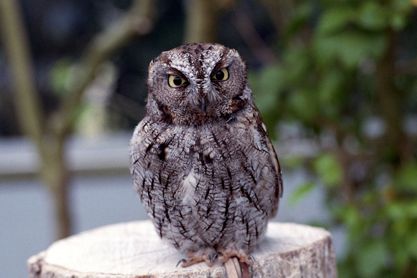 花鳥園のフクロウ君　銀塩_a0110584_1531976.jpg