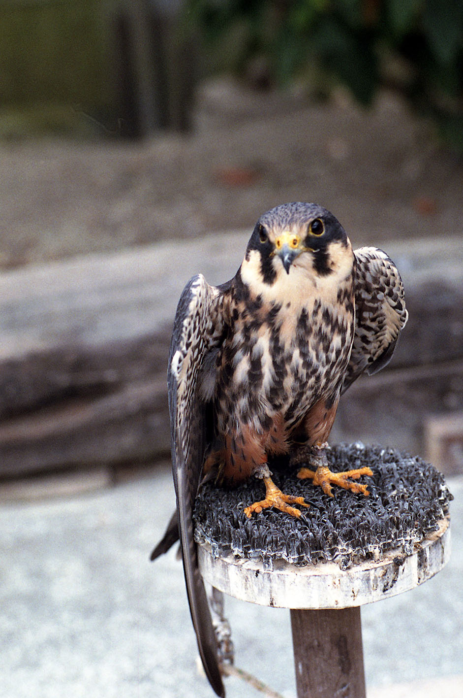 花鳥園のフクロウ君　銀塩_a0110584_1532356.jpg