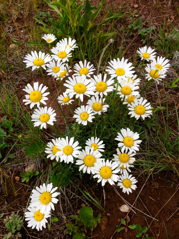 2013/08/08-09 Summer USA Trip -Silvverton~Ouray-_b0220886_10245374.jpg