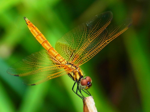 a0214490_923271.jpg