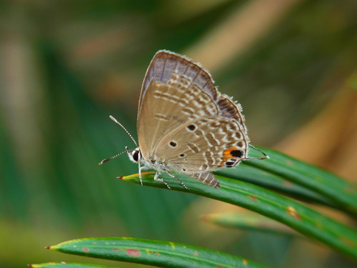 a0214490_9353755.jpg