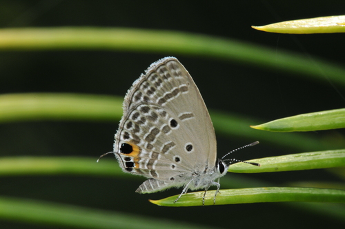 a0214490_941772.jpg