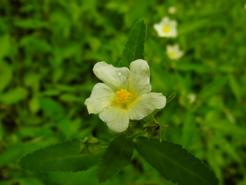 a0214490_953971.jpg