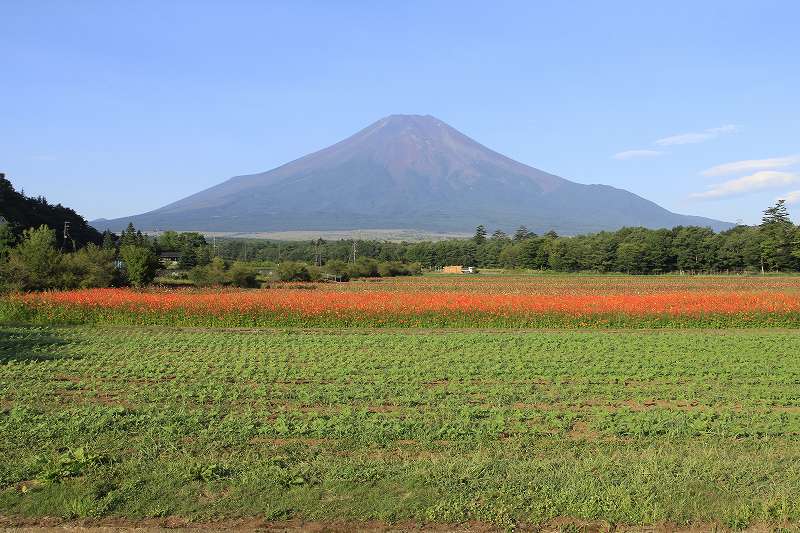 富士山にはコスモス！_a0188405_2329797.jpg