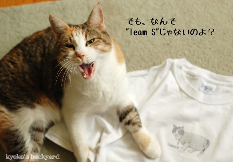 愛猫印の、アイロンプリントTシャツ_b0253205_2351592.jpg