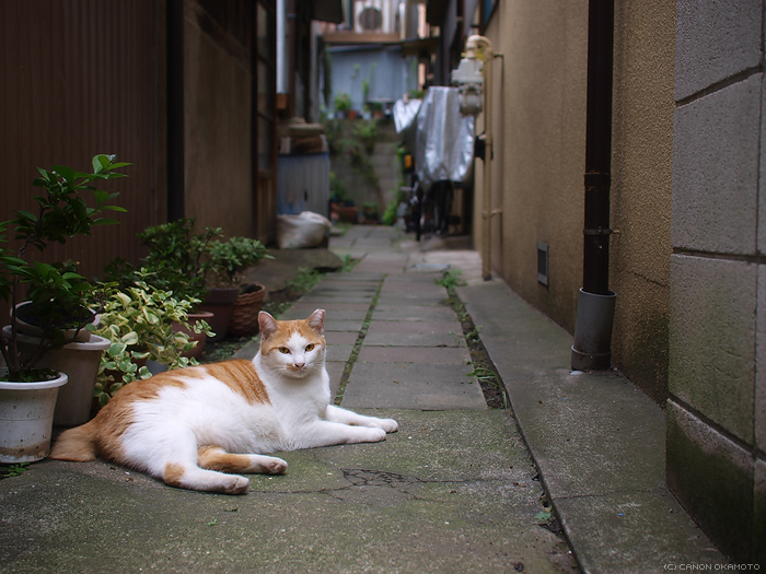 東京・下町のねこ_f0197128_205810.jpg