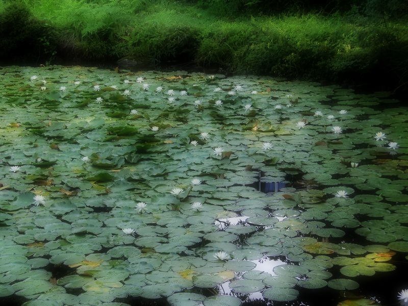 Water lily on calm pond. ～静寂の睡蓮の池～_d0231029_18434523.jpg