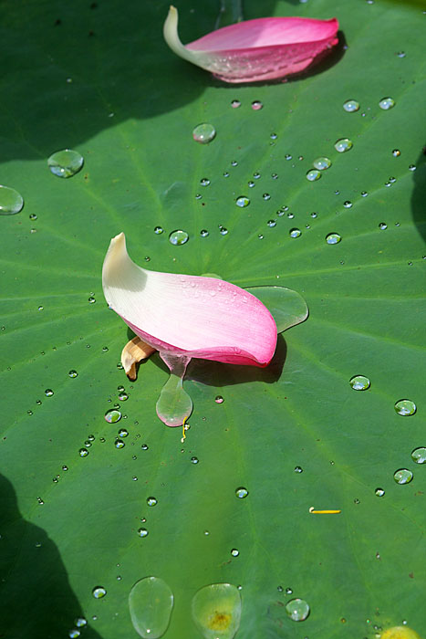 c0067040_21401641.jpg
