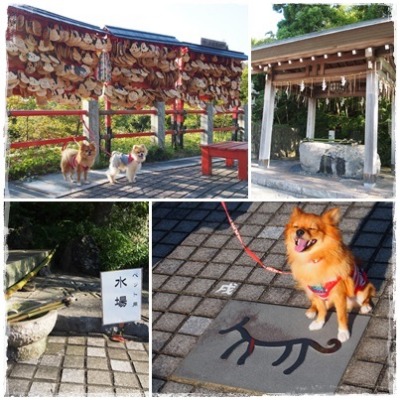 伊豆旅行～朝食前のお散歩（城ケ崎海岸、神祇大社）_e0330372_831253.jpg