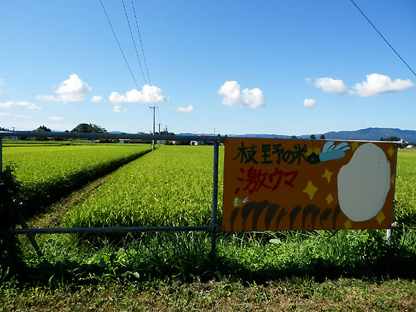 8月26日の田んぼ(上目黒小・枝野小)_d0247484_13335216.jpg