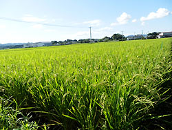 8月26日の田んぼ(上目黒小・枝野小)_d0247484_134254.jpg