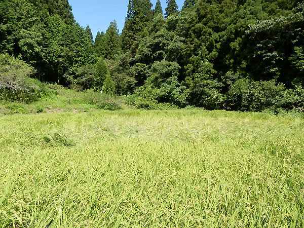 8月26日の田んぼ(月光原小・西根小)_d0247484_14252931.jpg