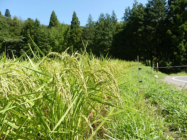 8月26日の田んぼ(月光原小・西根小)_d0247484_14262781.jpg