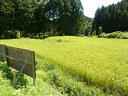 8月26日の田んぼ(月光原小・西根小)_d0247484_1429519.jpg