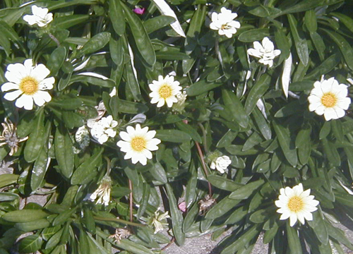 ●梅雨明けの白花、その13_d0053294_23331747.jpg