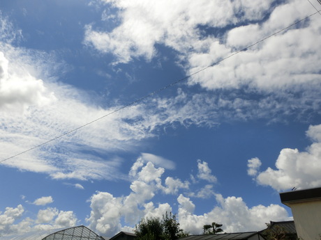 青空・大根蒔き・白菜植え_a0203003_1236813.jpg