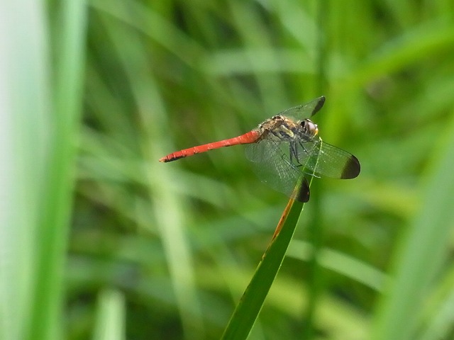 リスアカネが2匹も池に_b0049307_18491540.jpg