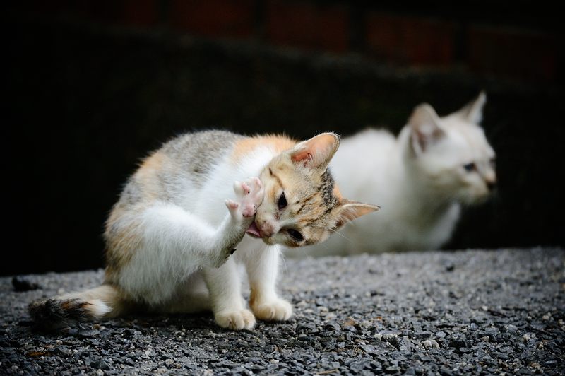 街角ニャンコ・若王寺のニャンコ_f0032011_1937377.jpg