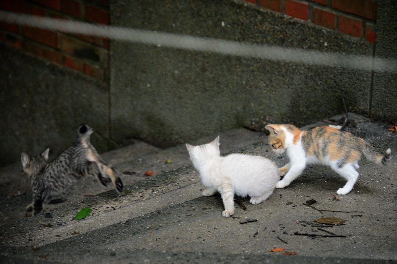 街角ニャンコ・若王寺のニャンコ_f0032011_193919.jpg