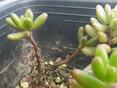 今年も黒くなったよ虹の玉 ひなこたのタニクblog