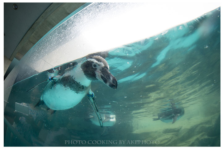 長崎ペンギン水族館_e0127416_12132387.jpg