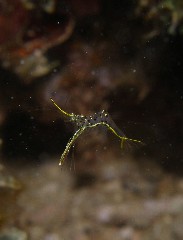 13.8.27 宜野湾沖へ_b0100730_21254751.jpg