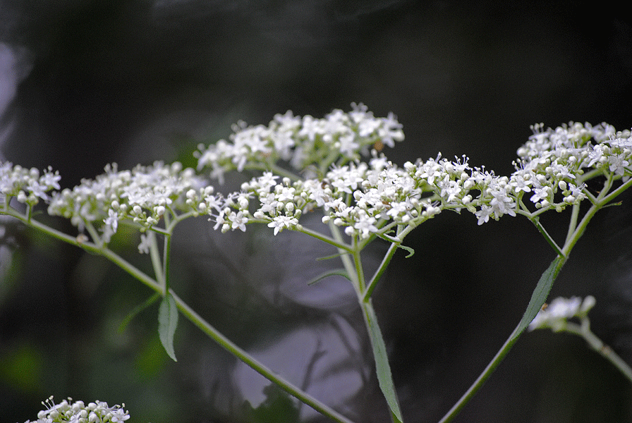 a0001354_2225347.gif