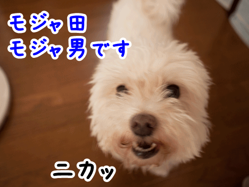 e0248268_1164833.gif