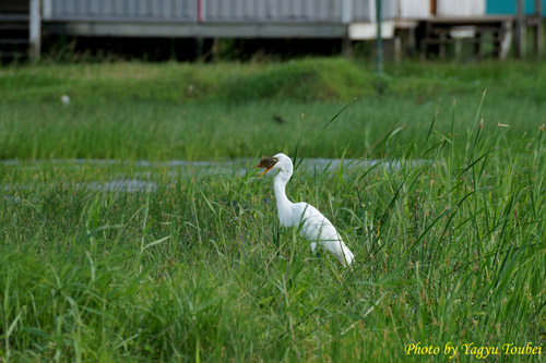 大きな獲物_b0132475_1175849.jpg