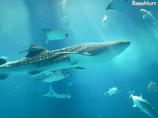 行ってよかった動物園＆水族館、4年連続1位は「沖縄美ら海水族館」 _e0161677_17572813.jpg