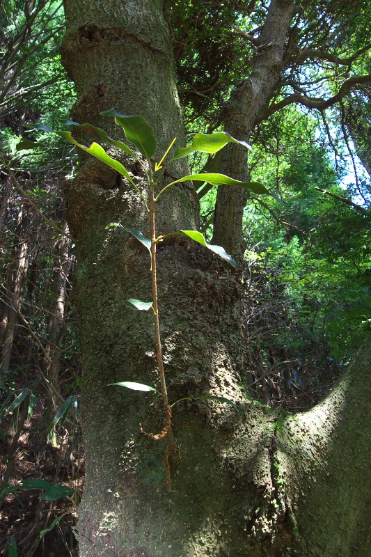 鈴鹿のキリシマ探索（8月下旬）_f0090680_0183552.jpg