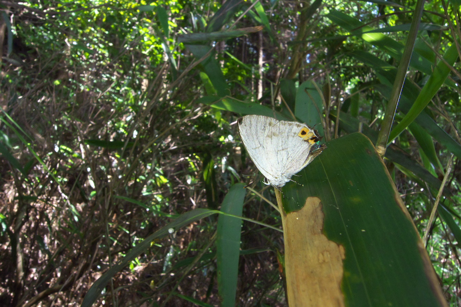 鈴鹿のキリシマ探索（8月下旬）_f0090680_0205493.jpg