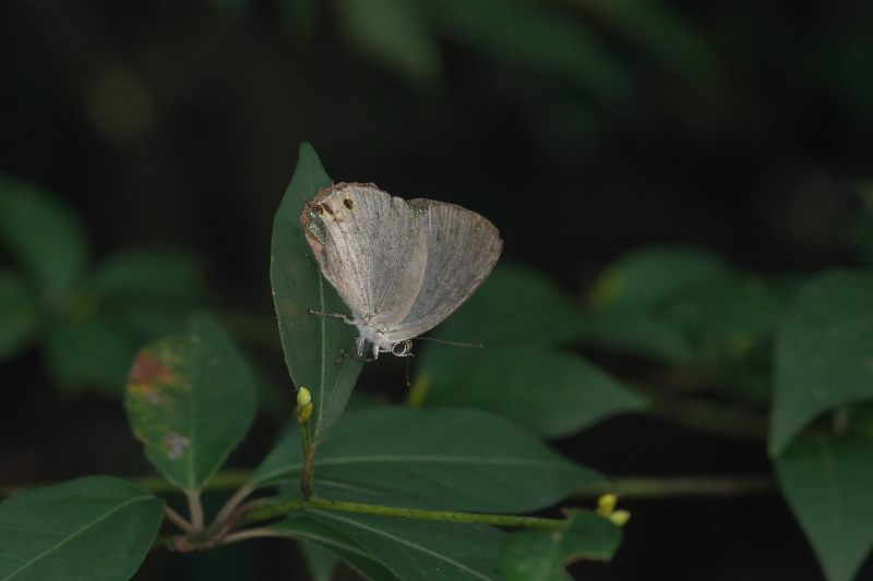 鈴鹿のキリシマ探索（8月下旬）_f0090680_02092.jpg