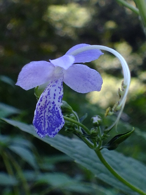 ８月２７日　生田緑地～東高根森林公園_e0145782_18113063.jpg