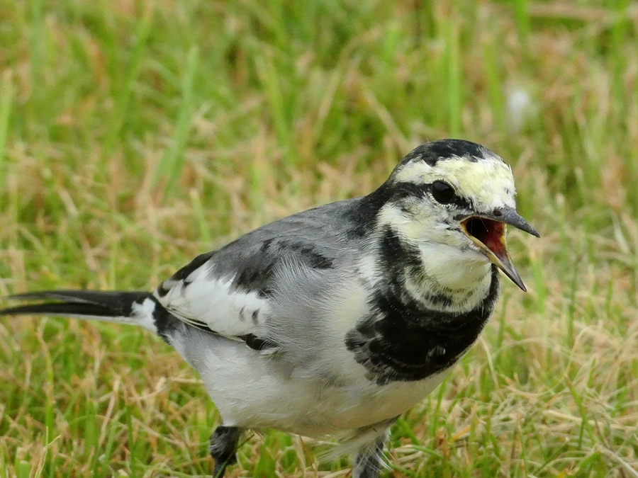 「暑さもなんのその」　ハクセキレイ（白鶺鴒）、幼鳥/Juvenile White Wagtail_a0223993_2243851.jpg