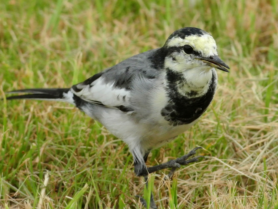 「暑さもなんのその」　ハクセキレイ（白鶺鴒）、幼鳥/Juvenile White Wagtail_a0223993_2245652.jpg