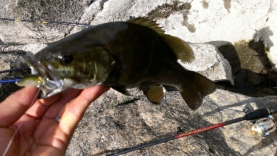 阿武隈川丸森 四十親父のバス釣り 阿武隈川丸森 四十親父のバス釣り