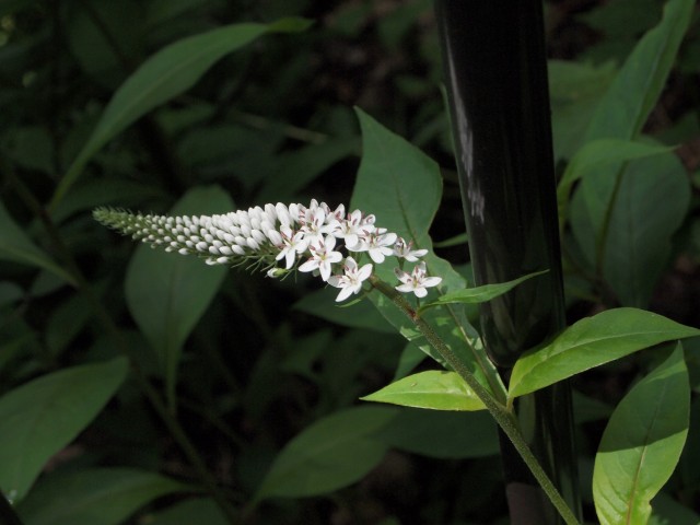 e0039703_0311842.jpg